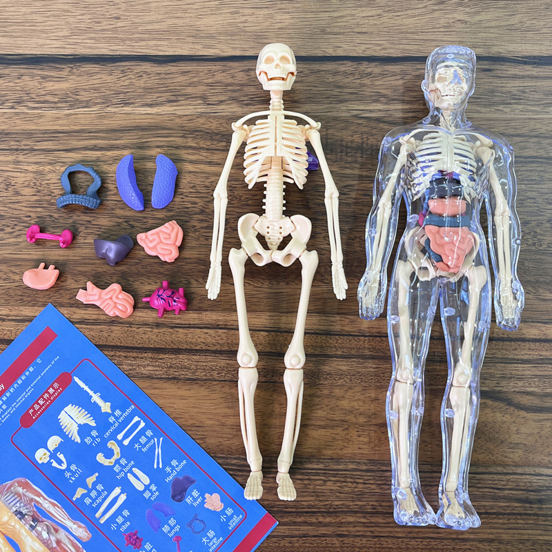 3D 人間の骨格臓器解剖学科学モデルキット子供の身体教育モデ - Model Kit Fantasy のレビューと価格
