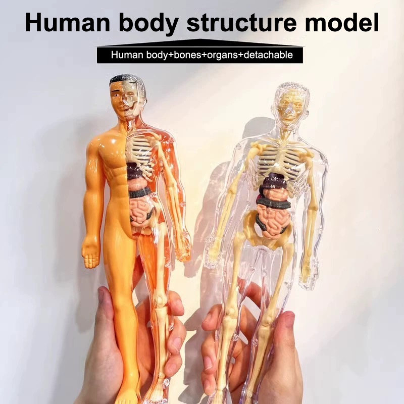 3D 人間の骨格臓器解剖学科学モデルキット子供の身体教育モデ - Model Kit Fantasy のレビューと価格