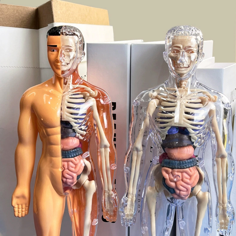 3D 人間の骨格臓器解剖学科学モデルキット子供の身体教育モデ - Model Kit Fantasy のレビューと価格